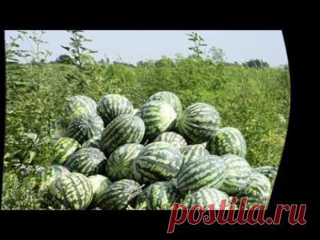 Как поливать арбузы.Как часто поливать арбузы