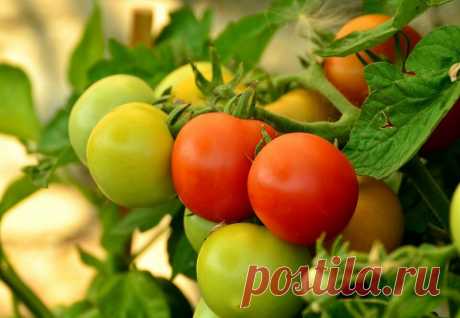 Как заставить томаты краснеть  🍅
В этом году я впервые посадила помидоры в теплицу.
И теперь, как и все огородники, думаю, когда же они поспеют.
Томаты созревают долго, поэтому я решила ускорить этот процесс.
Поделюсь с вами одним очень простым рецептом.
Для этого я просто добавляю в воду для полива слабый раствор марганцовки.
Поливаю так помидоры раз в неделю.
Результат не заставил себя ждать - томаты покраснели на 10 дней раньше срока.
А вы пробовали такой способ?
Поделитесь в комментариях!
…