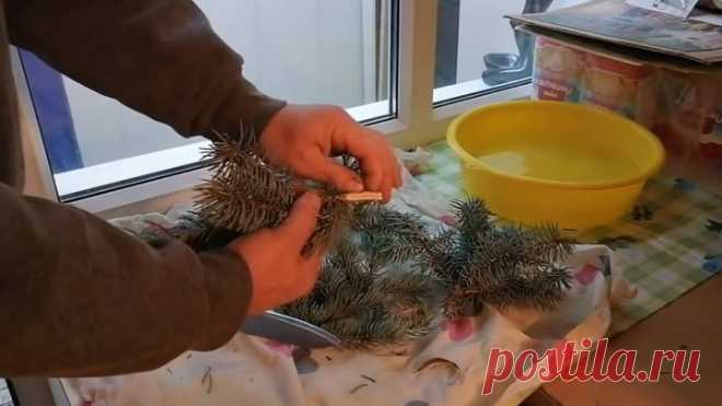 Вырастить голубую ель из веточки