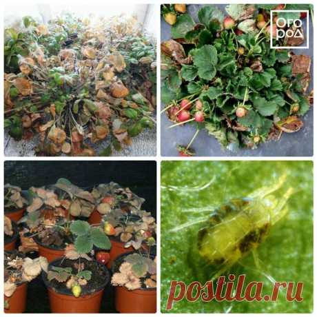 Вредители клубники: как распознать и бороться