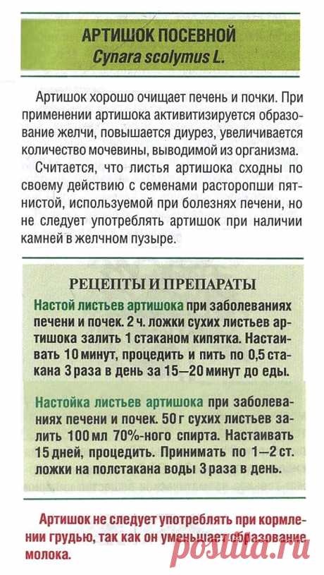 Артишок посевной при заболеваниях печени и почек