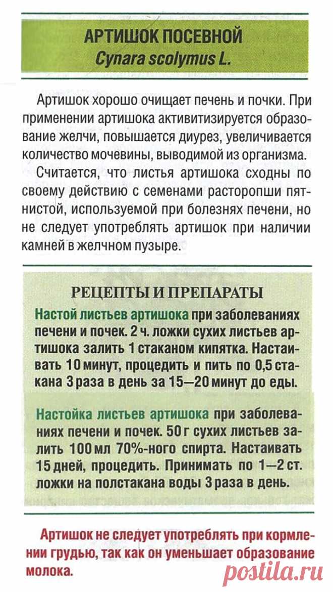 Артишок посевной при заболеваниях печени и почек