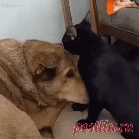 - Так и съела бы я тебя, Шарик!