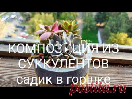 Композиция из суккулентов (садик в горшке) Как сочетать суккуленты в композициях. Какой грунт для суккулентов использовать. Как правильно посадить садик из суккулентов....