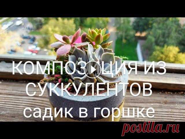 Композиция из суккулентов (садик в горшке) Как сочетать суккуленты в композициях. Какой грунт для суккулентов использовать. Как правильно посадить садик из суккулентов....