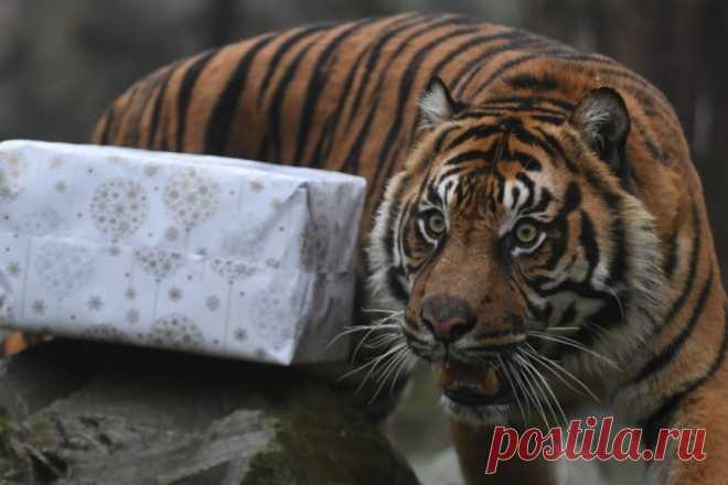 Merry Christmas, мистер Тигр! Как жители зоопарков открывали подарки | Чёрт побери Пока мы с вами нагуливаем новогоднее настроение и закупаемся горячительным, в католическом мире вовсю осваивают полученные на Рождество подарки. Некоторым, правда, для этого хватило считаных минут. Например, суматранский тигр по кличке Пеп из французского зоопарка церемониться с лакомством не стал.    Шимпанзе получает подарок из рук Санта-Клауса в зоопарке города Палм-Бич, Флорида  Этот зве...