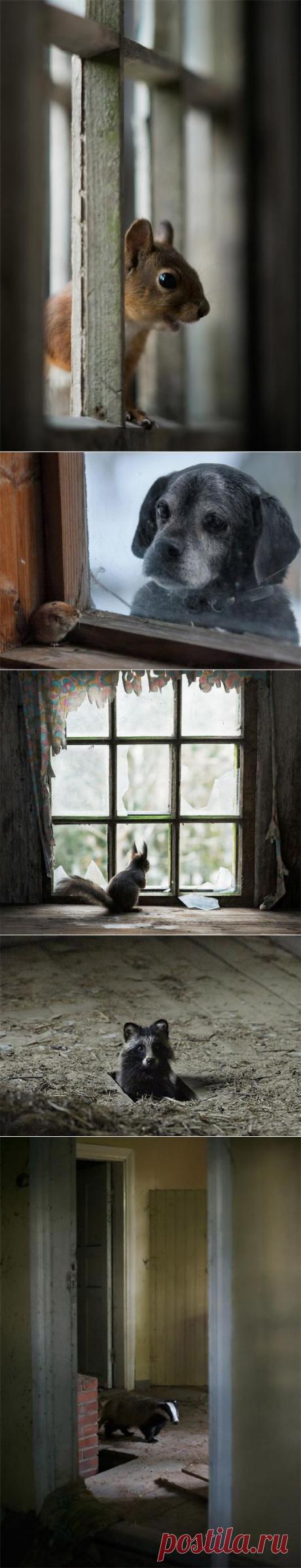 Заброшенный дом в финском лесу глазами известного фотографа Кая Фагерстрома — Воротила