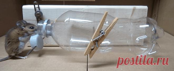 Мышеловка от Chris Notap - OKWOOD