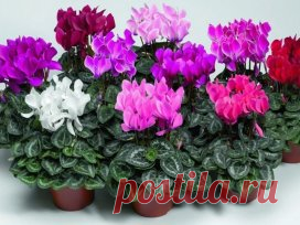 (83) Одноклассники