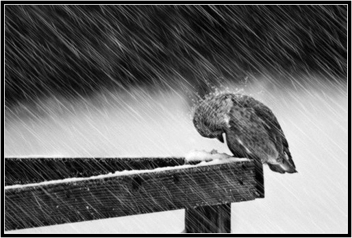 Я помню день: застольную беседу,Кружок друзей и песенный азарт.