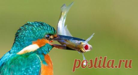 Удачливые рыболовы! Замечательные кадры птичьей рыбалки