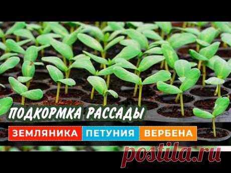 ВСЕГДА КОРМЛЮ ЭТИМ РАССАДУ ПЕТУНИЙ,РАСТЁТ ВСЁ КАК НА ДРОЖЖАХ.