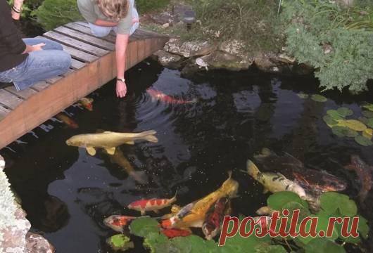 Рыбоводство в собственном водоёме - Строительство и ремонт