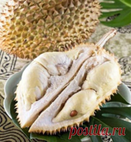 Фрукт дуриан. Состав, полезные свойства и вкус дуриана | Краше Всех