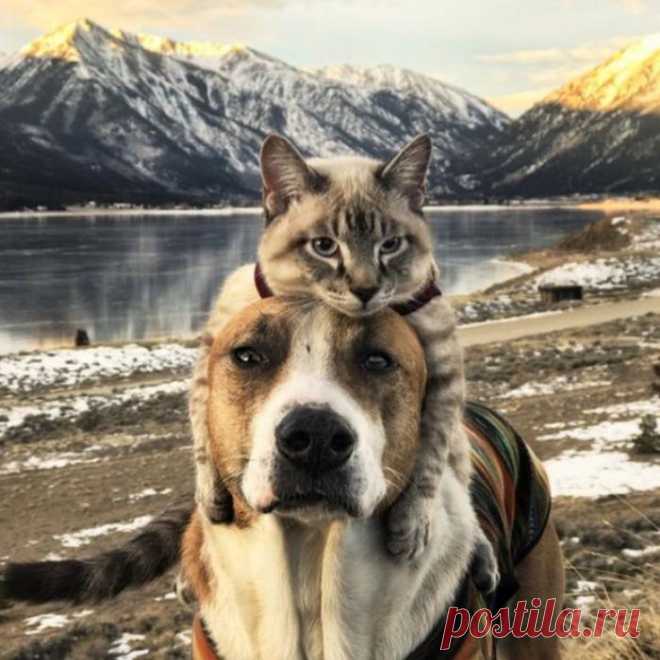 Заядлые путешественники