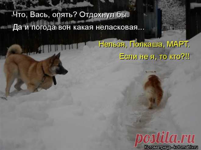 Котоматрица: Главная