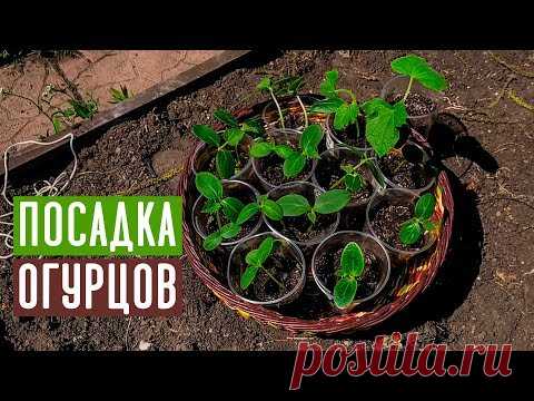 СПЕЦВЫПУСК 🥒 Посадка огурцов в траву, с секретом  / Садовый гид