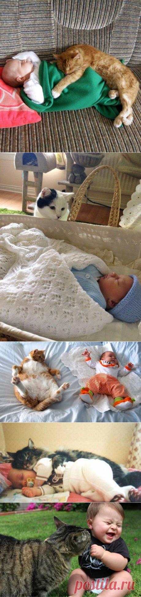 17 котов, из которых получились прекрасные няни