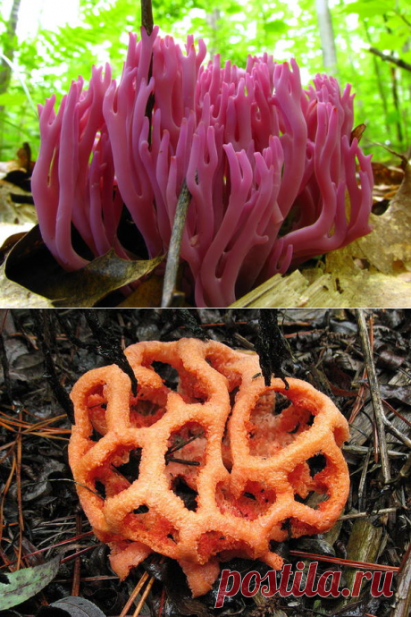 Самые удивительные грибы мира / грибы / 7dach.ru