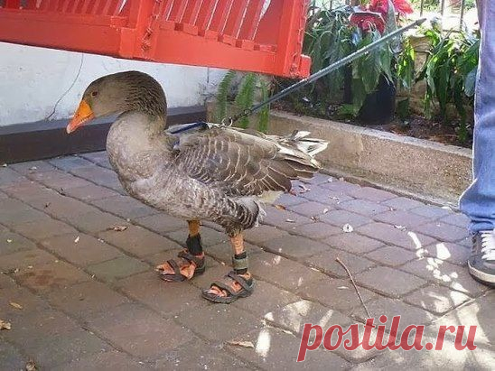 Конь в пальто-ерунда, вот гусь в сандалиях это да )) !