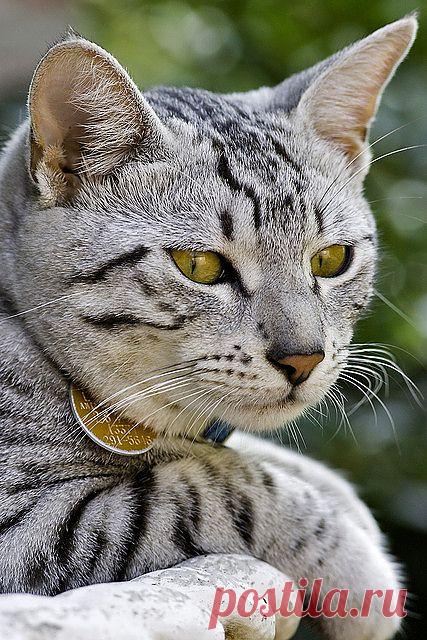 pappy posing | Flickr - Photo Sharing!