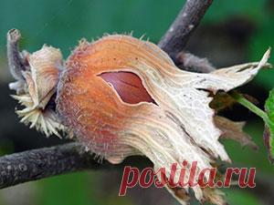 Куст лещины – посадка и уход в саду, фото лещины, выращивание и обрезка, сорта лещины и свойства