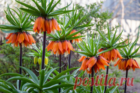 Многолетний садовый цветок Рябчик (Fritillaria). Луковичный травянистый многолетник высотой до 1 м. Луковица округлая, состоит из мясистых чешуй с неприятным запахом. Стеблевые листья очередные или мутовчатые узкие, прикорневые более широкие. Цветки колокольчатые или кубаревидные - белые, желтые, оранжевые, красноватые, фиолетовые, одиночные или собраны в кистевидное или зонтиковидное соцветие. Цветет в апреле - мае.