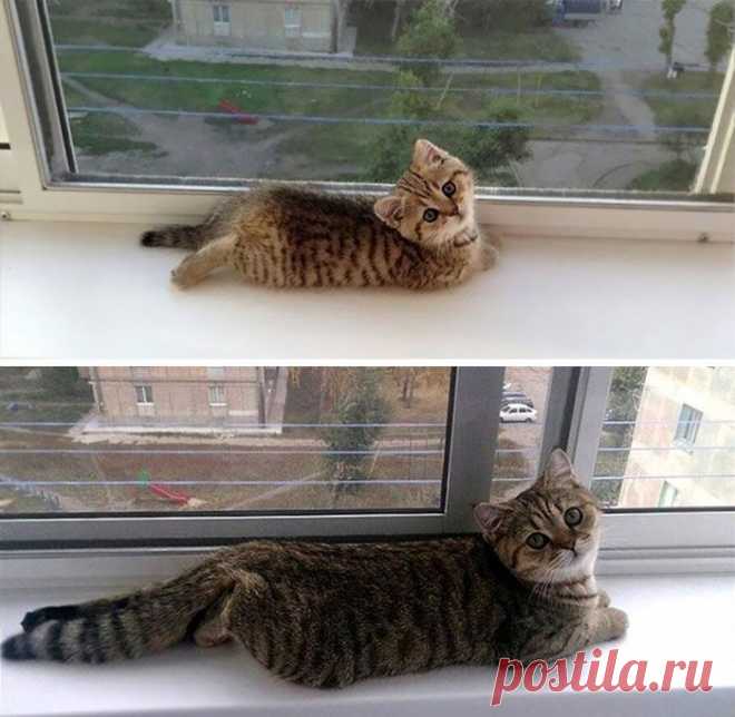 18 кошек, которые выросли и превратились из маленьких котят в величественных котяр