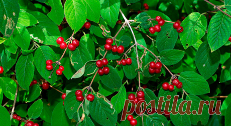 Ядовитые ягоды, которые нельзя рвать Любители лесных прогулок и особенно дети могут принять эти ягоды за съедобные. Составили список опасных ягод, которыми можно отравиться.