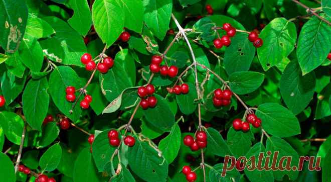 Ядовитые ягоды, которые нельзя рвать Любители лесных прогулок и особенно дети могут принять эти ягоды за съедобные. Составили список опасных ягод, которыми можно отравиться.