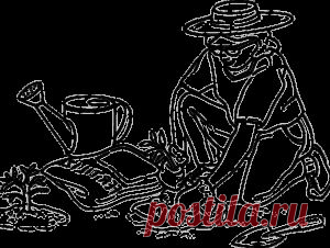 Июнь: основные работы в саду и огороде