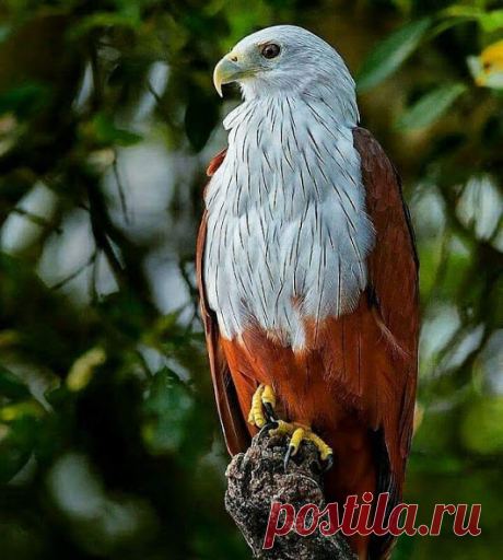 WOA Animal – Google+