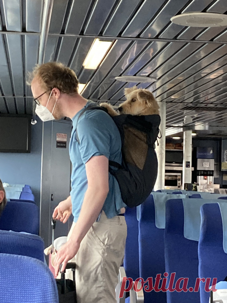 Humor And Animals on Twitter: &quot;only pack the essentials (📷 Karen Closkey FB) https://t.co/HSvIflqIUZ&quot; / Twitter