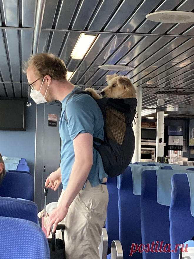 Humor And Animals on Twitter: "only pack the essentials (📷 Karen Closkey FB) https://t.co/HSvIflqIUZ" / Twitter