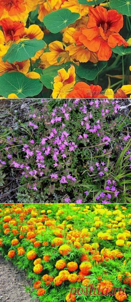 Растения-защитники