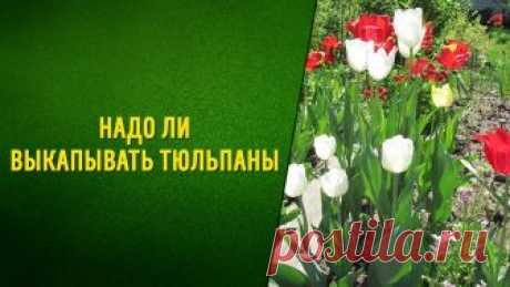 Зачем выкапывать тюльпаны и когда это надо делать? | 6 соток