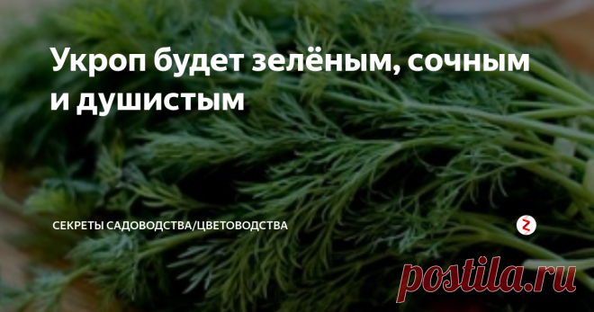 Укроп будет зелёным, сочным и душистым Если вы сеете на огороде укроп, информация поможет увеличить качество зелени. Она будет вкусной и с приятным ароматом: улучшит любое блюдо или заготовку. Мы собрали главную информацию об успешном выращивании укропа, добавили щепотку 
