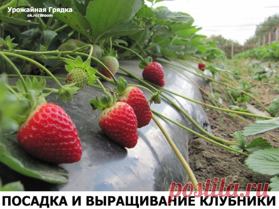 (75) Одноклассники