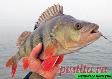 Где искать окуня? | 🐠🔱 Секреты Нептуна 🔱🐠 | Яндекс Дзен