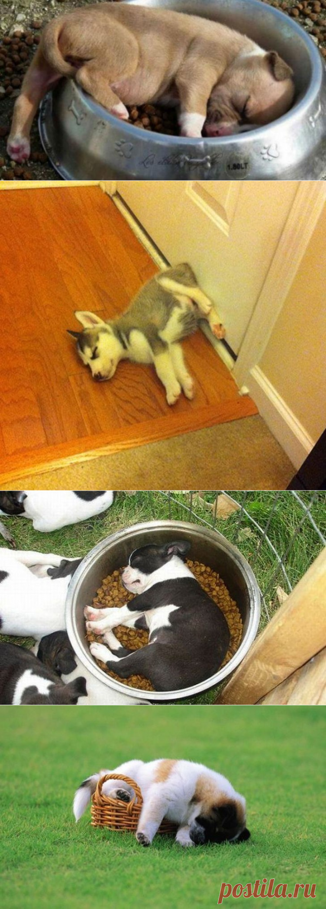 Спят усталые щеночки, в миске спят