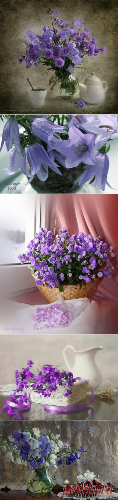 Натюрморты с колокольчиками | Удивительное и смешное в картинках