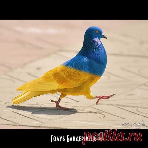 УКРАИНЕЦ!!!!