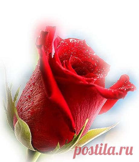 MI JARDÍN DE ROSAS