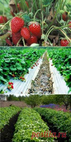 Весенний уход за клубникой | Сад 365