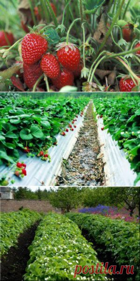 Весенний уход за клубникой | Сад 365