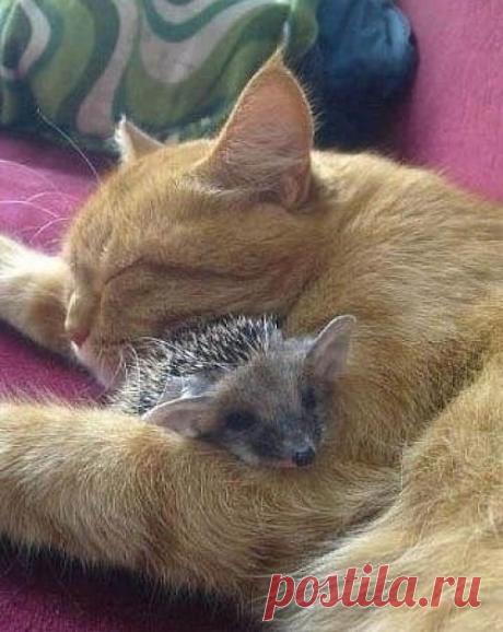 котики Поиск