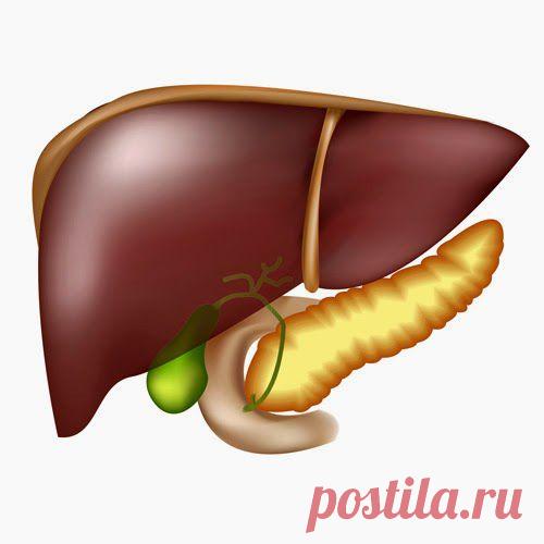 Вовремя начатое лечение – залог выздоровления! | Друг пенсионера
Вы заметили, как много существует метких народных выражений, связан­ных с печенью? Они прослеживают связь между этим органом, здоровьем и характером.