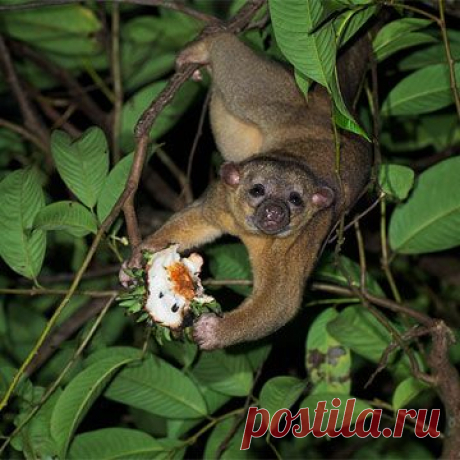 Животные от А до Я. Еноты (Ч. 2-я)