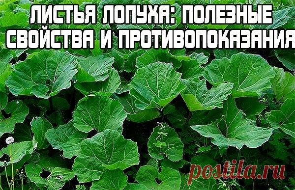 Лопух — российский женьшень