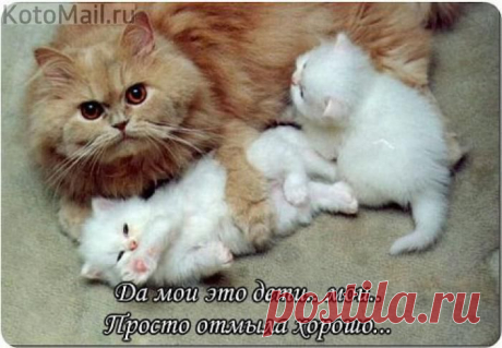 Ляля-очарование | KotoMail.ru